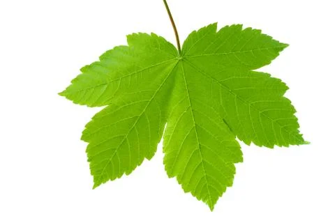 Green maple leaf isolated on white background Foto stock