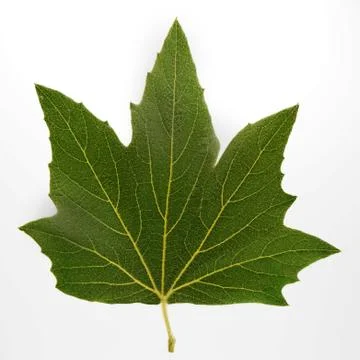 Green Maple Leaf isolated on a white background. Stock Photos
