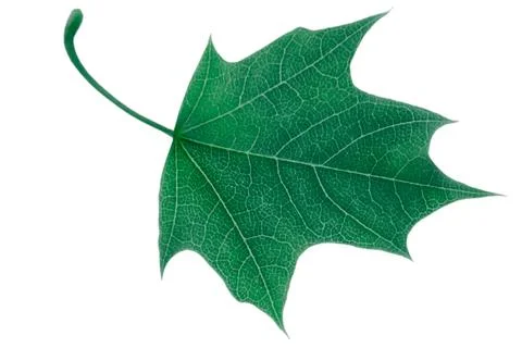 Green maple leaf isolated on white background Stock Photos