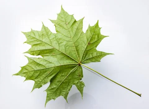 Green maple leaf isolated on white background Stock Photos