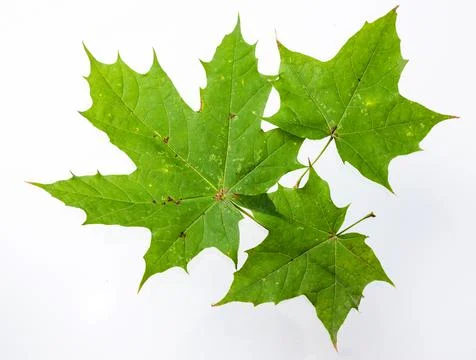 Green maple leaf isolated on white background Foto stock