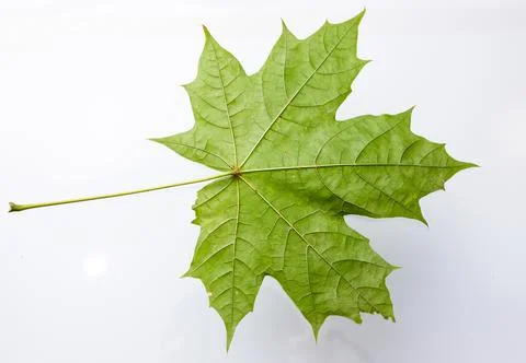 Green maple leaf isolated on white background Stock Photos