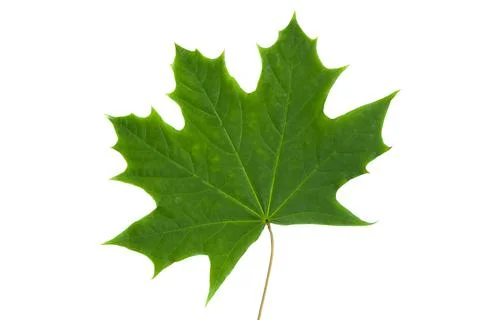 Green maple leaf isolated on white background Stock-Fotos