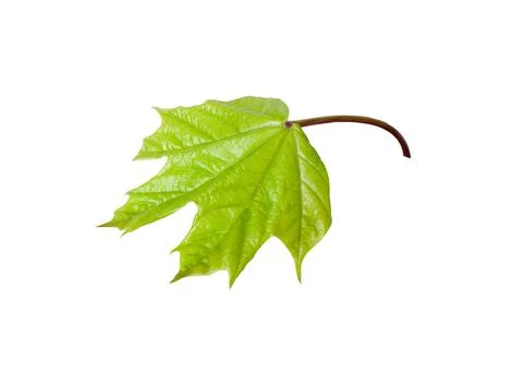 Green maple leaf isolated on white background Stock Photos