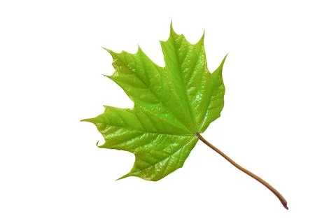 Green maple leaf isolated on white background Stock-Fotos