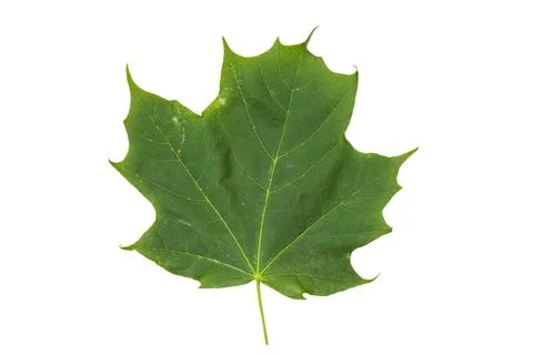 Green Maple Leaf Isolated on White Background. Stock Photos