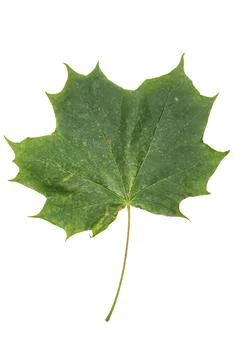 Green Maple Leaf Isolated on White Background. Stock Photos