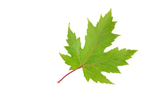 Green maple leaf isolated on white. Free space for text. Stock Photos