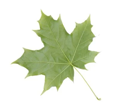 Green maple leaf isolated on white transparent background. Stock Photos