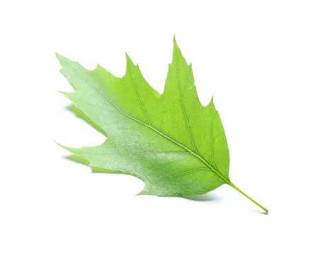 Green maple leaf isolated on white background 写真素材