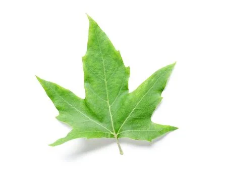 Green maple leaf isolated on white background 写真素材