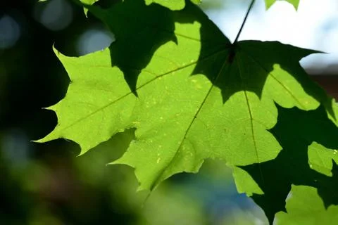 Green maple leaf lit by the bright summer sun close up 写真素材