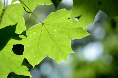 Green maple leaf lit by the bright summer sun close up Stock Photos