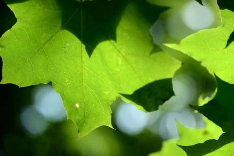 Green maple leaf lit by the bright summer sun close up Foto stock