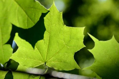 Green maple leaf lit by the sun on a summer day close-up Stock Photos