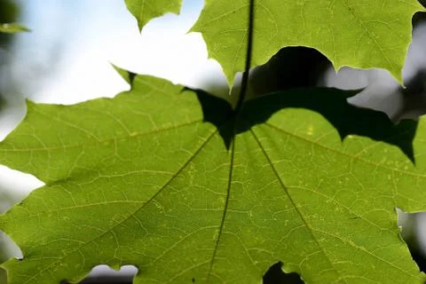 Green maple leaf lit by the sun on a summer day close-up Stock Photos