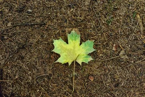 Green Maple Leaf Lying on Forest Floor with Pine Needles Stock Photos
