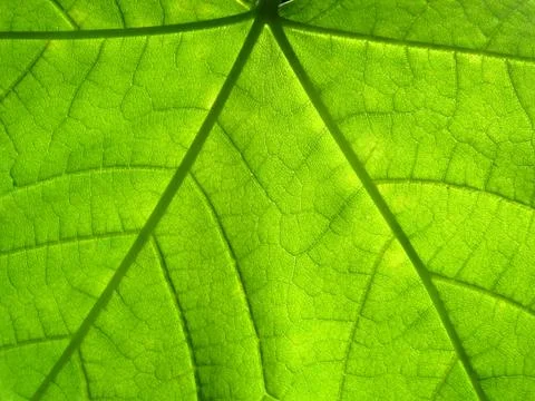Green maple leaf, macro Foto stock