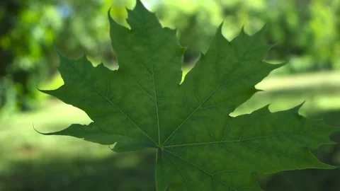 Green Maple Leaf Moving in Wind With Soft Summer Bokeh Stock Footage 327708220
