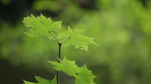 Green Maple leaf in the nature 库存影片 63423689