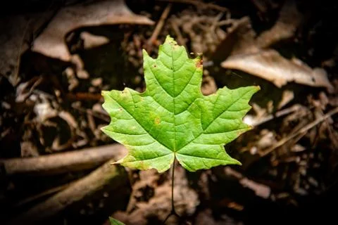 Green maple leaf over brown leaflitter 写真素材