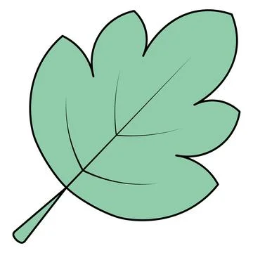 Green maple leaf. Part of a beautifully shaped tree with veins. Vector. Stock Illustration