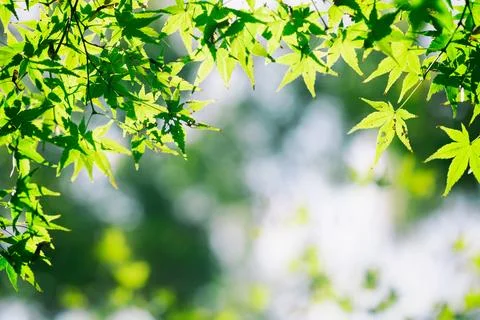 Green Maple Leaf Pattern for Greeting Card Background Design Stock Photos