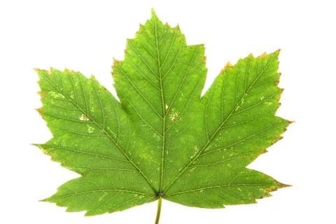 Green maple leaf Stock Photos