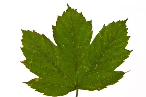Green  maple leaf Stock Photos