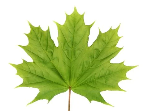 Green maple leaf Stock Photos