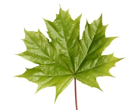 Green maple leaf Stock Photos