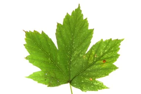 Green maple leaf Stock Photos