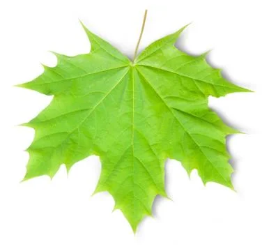 Green maple leaf Stock Photos