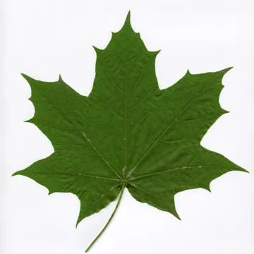 Green maple leaf Stock Photos