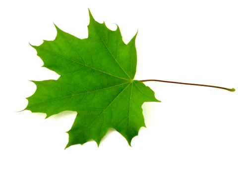 Green maple leaf Stock Photos