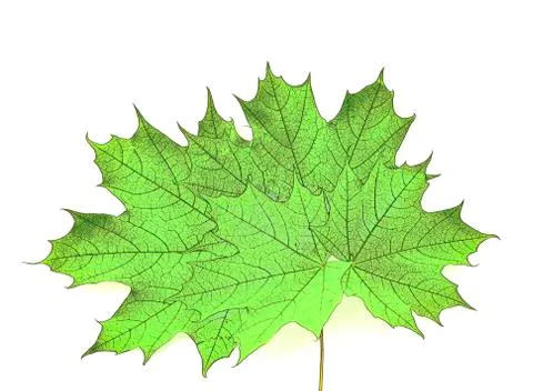 Green maple leaf Stock Photos