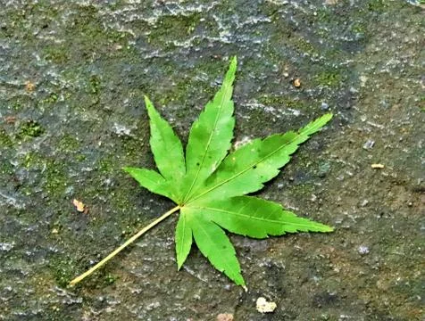 Green maple leaf Stock Photos