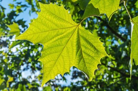 Green maple leaf Stock Photos