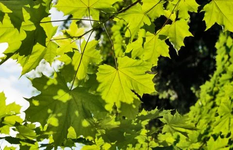 Green maple leaf Stock Photos