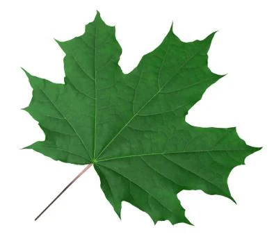 Green Maple Leaf Stock Photos