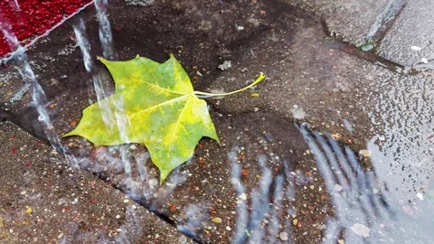 Green maple leaf in a puddle against the background of water flowing from a Video stock 311648010