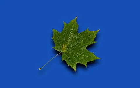 Green maple leaf with shadow on blue background. Fotos Stock