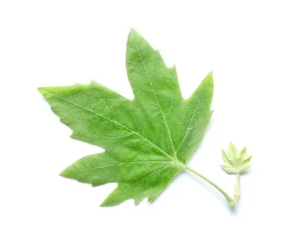 Green maple leaf with small new leaf on white background 写真素材