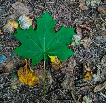 Green maple leaf surrounded by yellow leaves Stock Photos