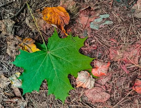 Green maple leaf surrounded by yellow leaves Stock Photos