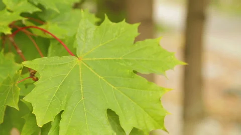 Green maple leaf sways in the wind against the sky. Stock Footage 121806542