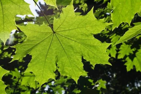 Green maple leaf on a tree in back-light Stock Photos