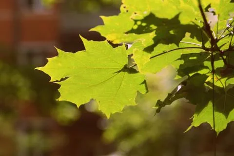 Green maple leaf on a tree branch lit by the sun closeup. Retro style Stock Photos