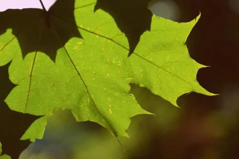 Green maple leaf on a tree branch lit by the sun closeup. Retro style 写真素材