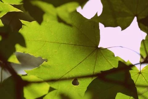Green maple leaf on a tree branch lit by the sun closeup. Retro style Foto stock